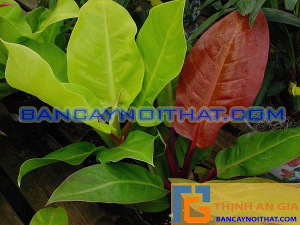 Philodendro erubescens Philodendro erubescens