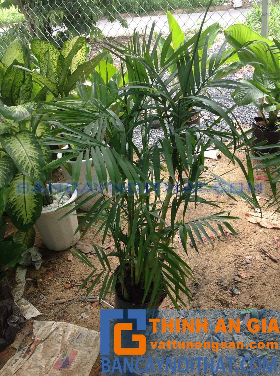 phong thủy cau hawai phong thủy cau hawai