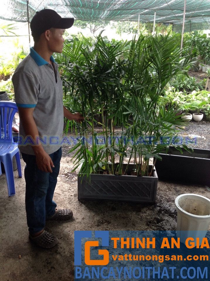 phong thủy cau hawai phong thủy cau hawai