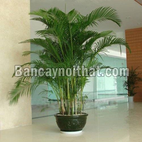 Cau Tiểu Trâm Cau Tiểu Trâm