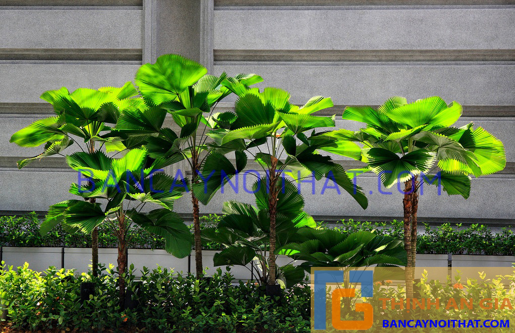 Cọ Nhật công trình Cọ Nhật công trình