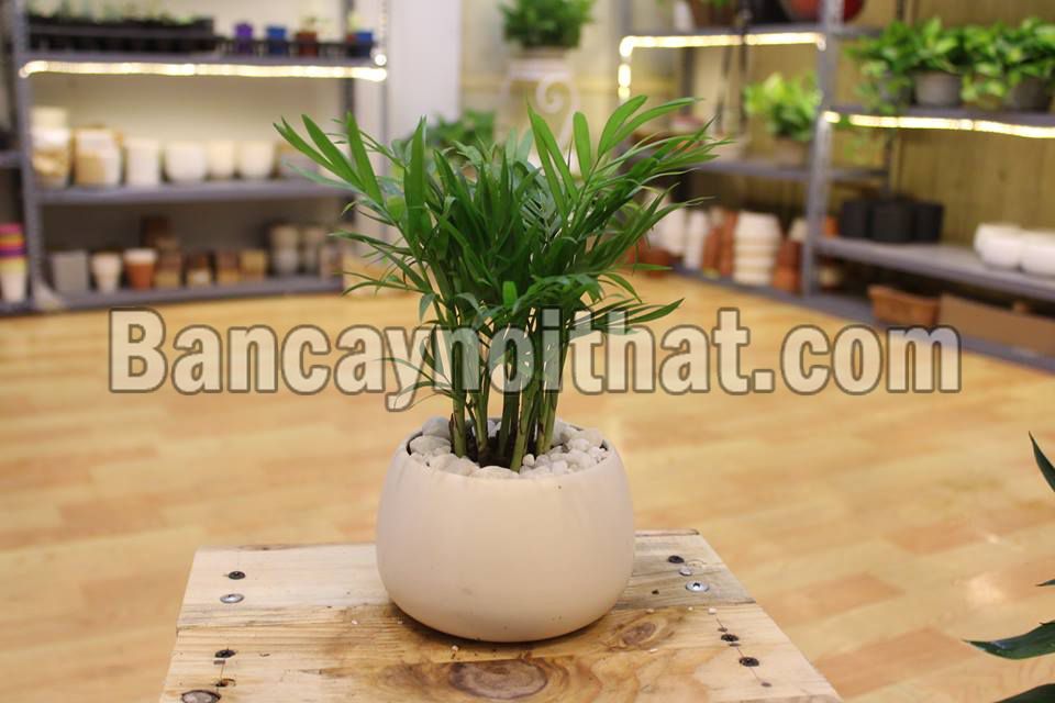 Cau Tiểu Trâm Cau Tiểu Trâm