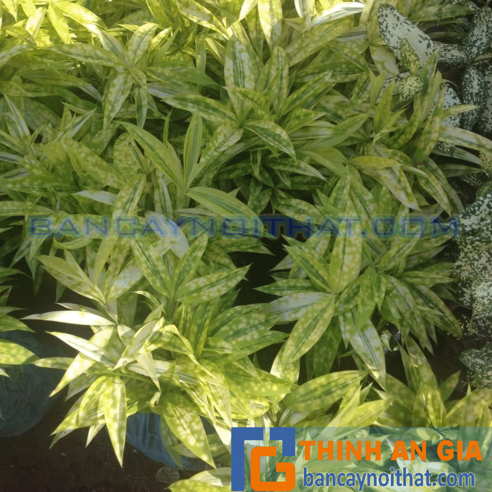 ý nghĩa trúc nhật đốm ý nghĩa trúc nhật đốm