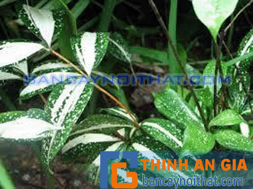 ý nghĩa trúc nhật đốm ý nghĩa trúc nhật đốm