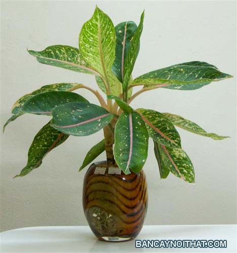 Cung điện vàng Cung điện vàng