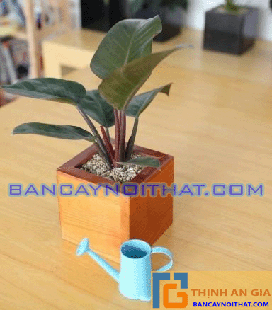 Trầu bà đế vương đỏ Trầu bà đế vương đỏ