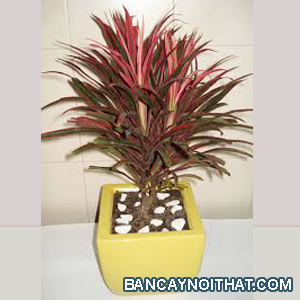 cây ánh dương cây ánh dương