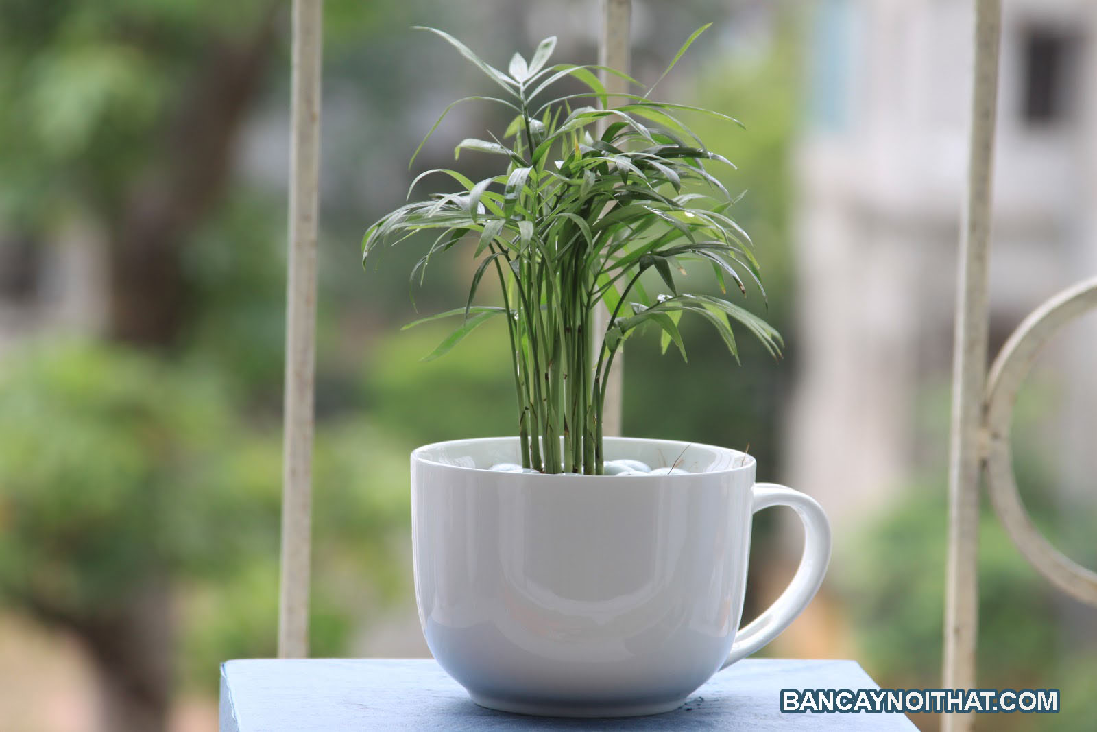 cau tiểu trâm để bàn cau tiểu trâm để bàn