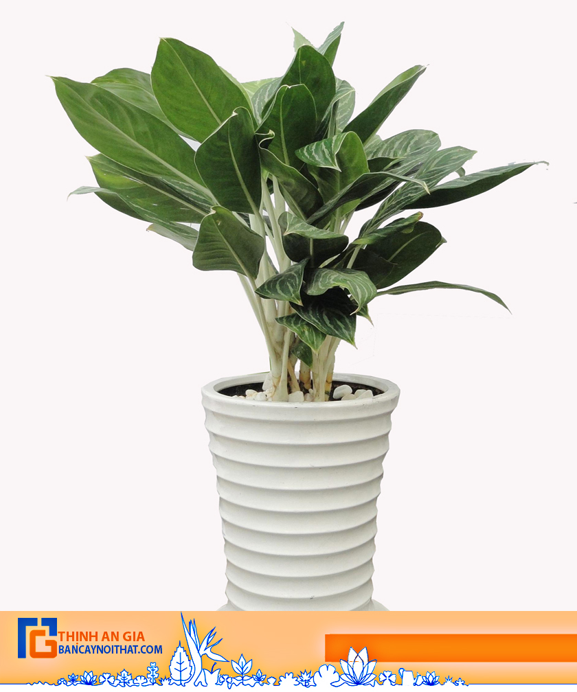 cây bạch mã hoàng tử cây bạch mã hoàng tử