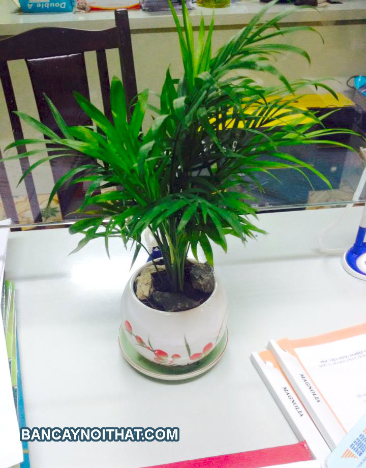 cau tiểu trâm để bàn cau tiểu trâm để bàn