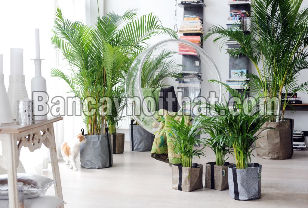 Cau Tiểu Trâm Cau Tiểu Trâm