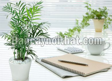 Cau Tiểu Trâm Cau Tiểu Trâm