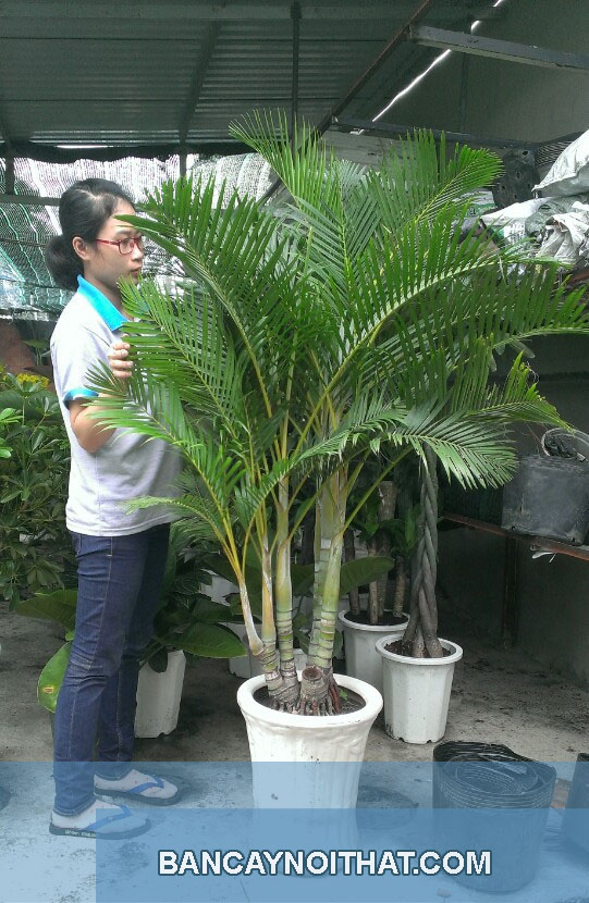 ý nghĩa cây cau nhật ý nghĩa cây cau nhật