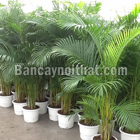 Cau Nhật Cau Nhật