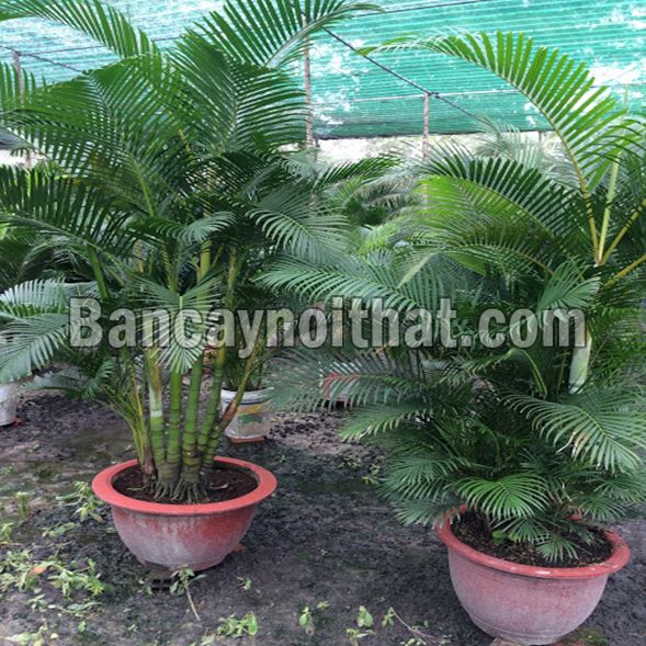 Cau Nhật Cau Nhật