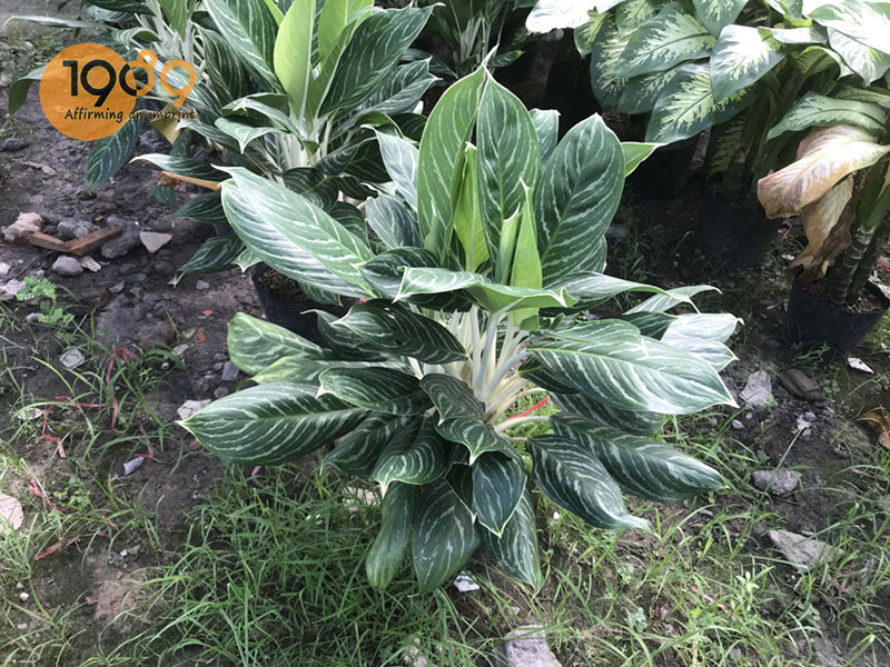 Cây bạch mã hoàng tử Cây bạch mã hoàng tử