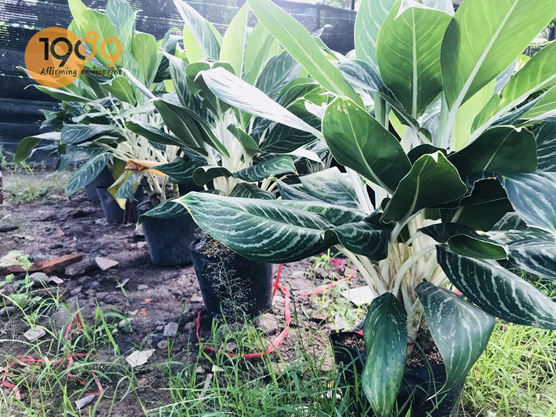 Cây bạch mã hoàng tử Cây bạch mã hoàng tử