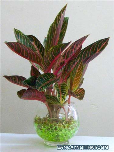 Cây Bao Thanh Thiên trồng thủy canh Cây Bao Thanh Thiên trồng thủy canh