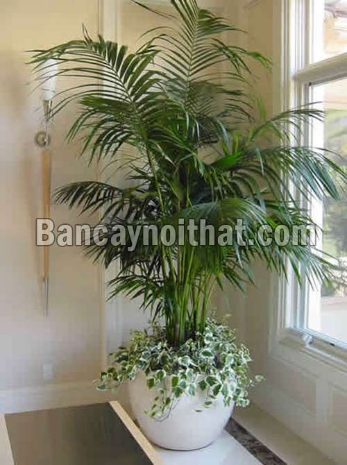 Cau Tiểu Trâm Cau Tiểu Trâm