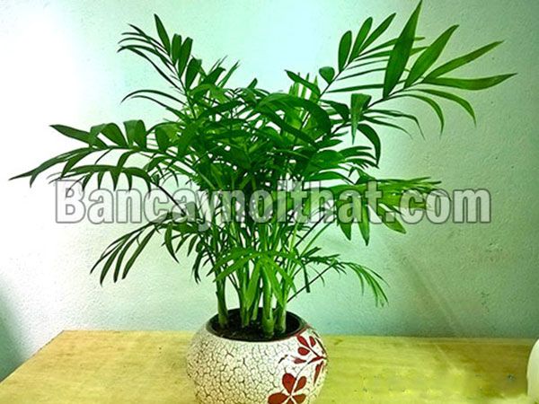 Cau Tiểu Trâm Cau Tiểu Trâm