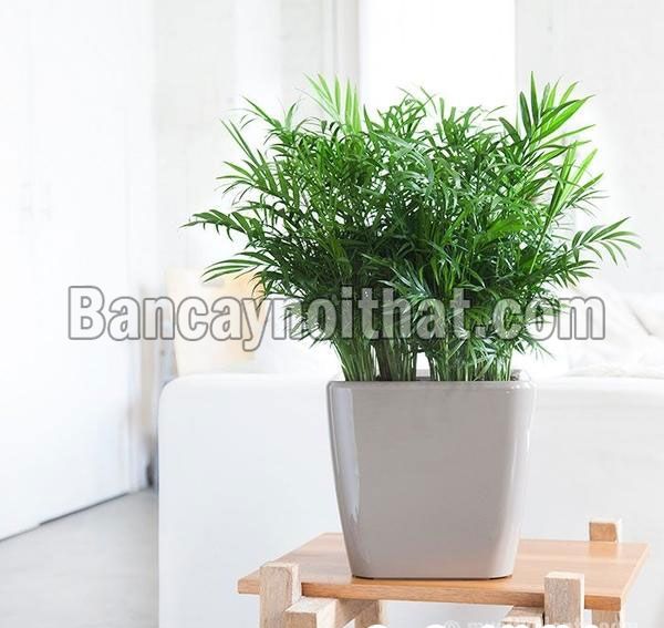 Cau Tiểu Trâm Cau Tiểu Trâm