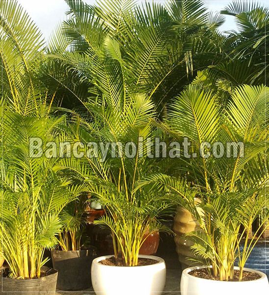 Cau Nhật Cau Nhật