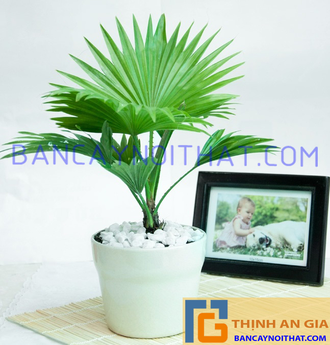 Cọ Nhật để bàn Cọ Nhật để bàn