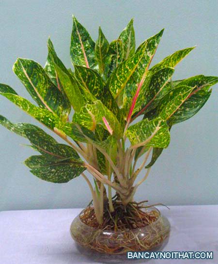 Cung điện vàng Cung điện vàng