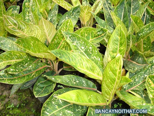 Cung điện vàng Cung điện vàng