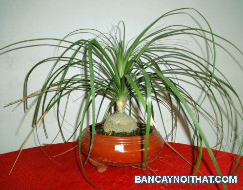 cay cau vang cay cau vang