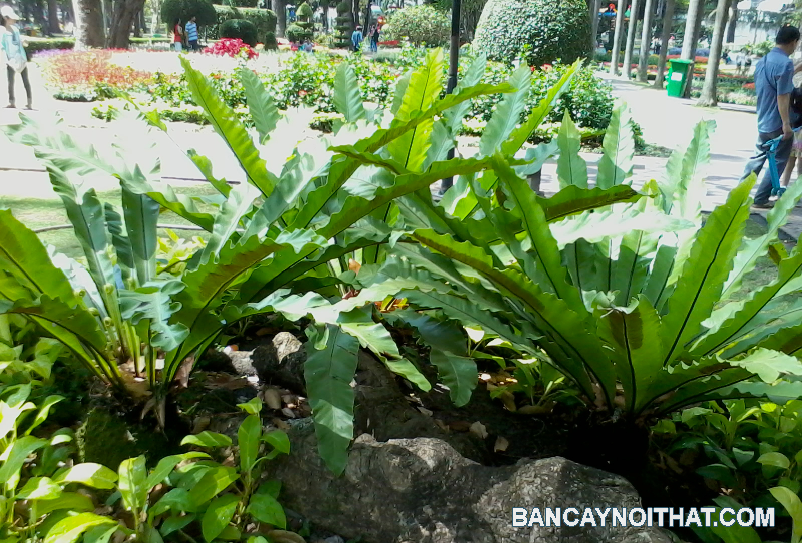 cay rang o phung cay rang o phung