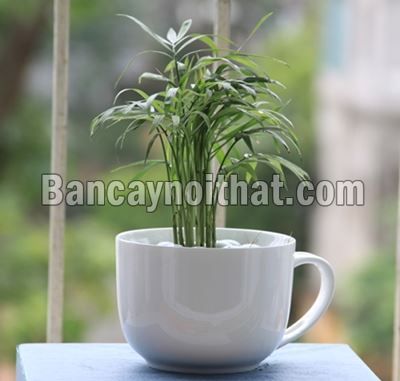 Cau Tiểu Trâm Cau Tiểu Trâm