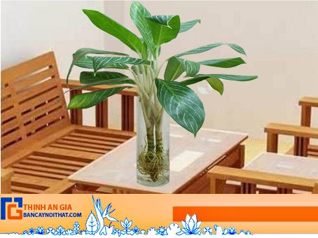 ý nghĩa cây bạch mã hoàng tử ý nghĩa cây bạch mã hoàng tử