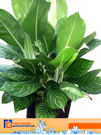 cây bạch mã hoàng tử cây bạch mã hoàng tử