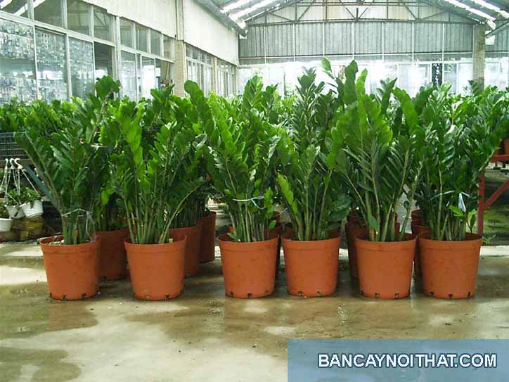 cây kim phát tài cây kim phát tài