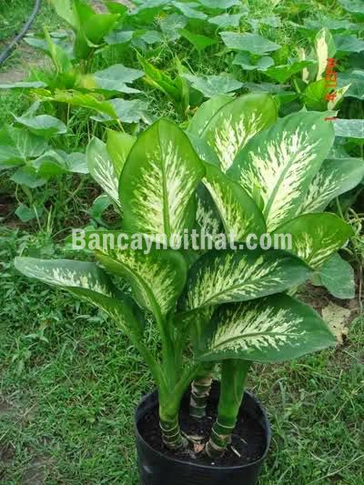 vạn niên thanh vạn niên thanh