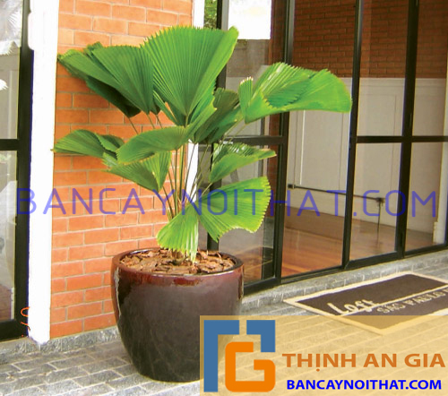 cây cọ nhật cây Licuala grandis cây cọ nhật cây Licuala grandis