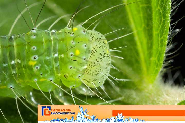 sâu hại bạch mã hoàng tử sâu hại bạch mã hoàng tử