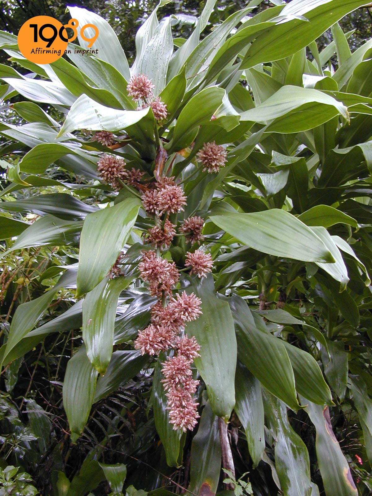 hoa thiết mộc lan