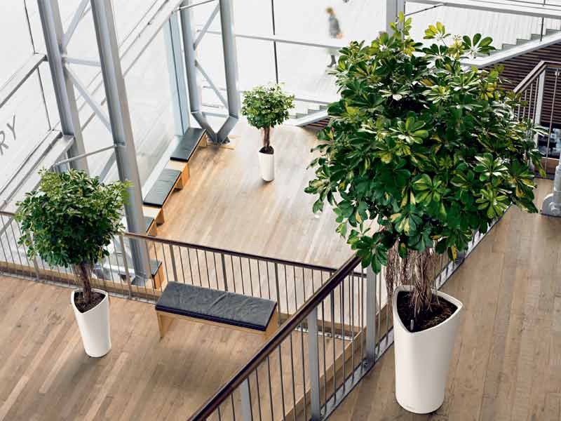 Ngũ da bi trong phong thuy