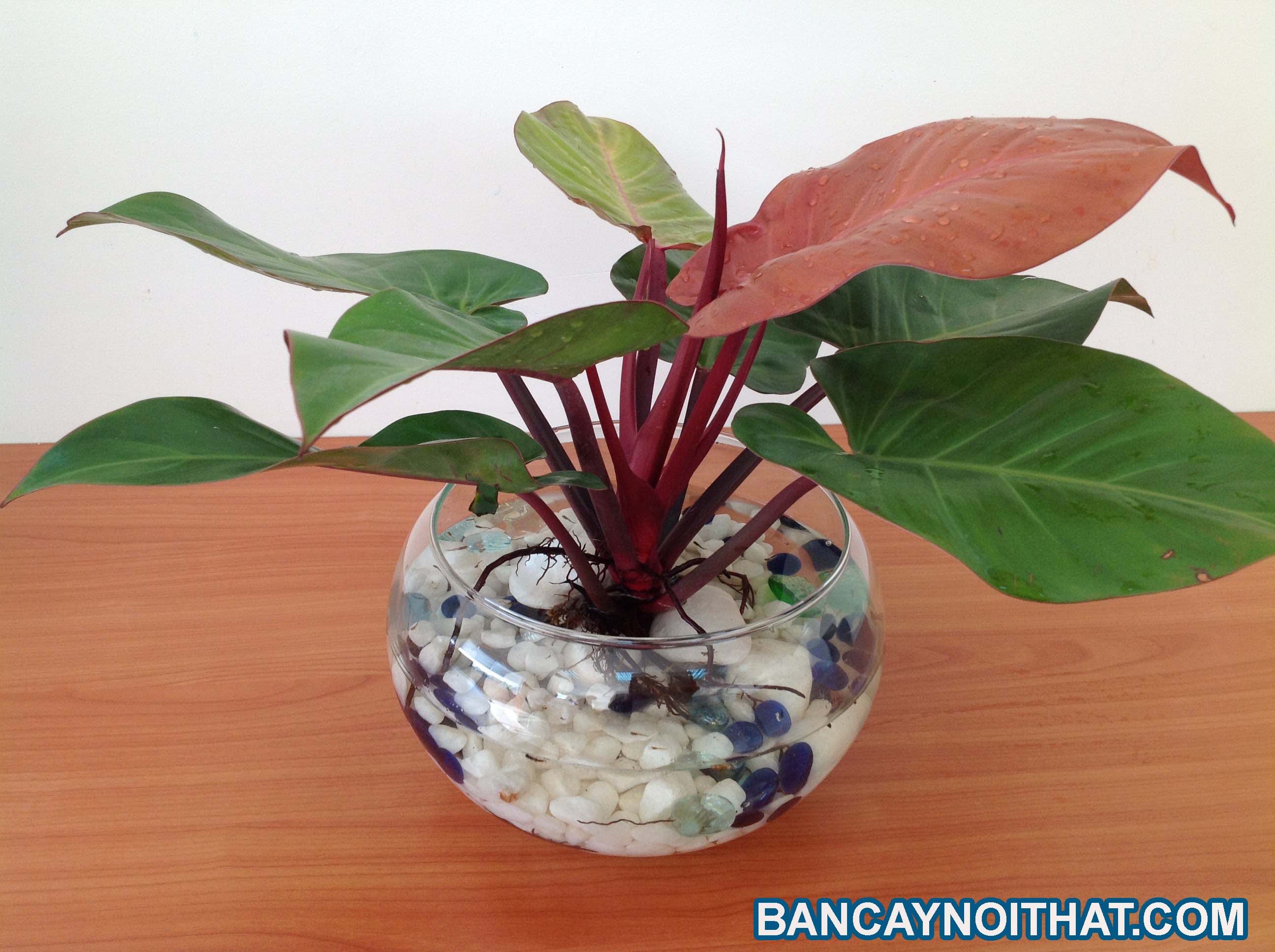 ý nghĩa trầu bà đế vương đỏ ý nghĩa trầu bà đế vương đỏ