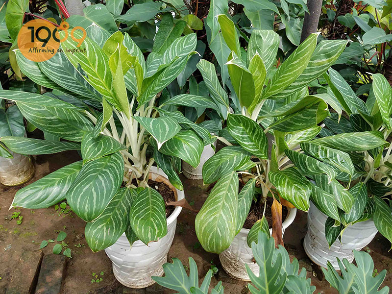 Ý nghĩa phong thủy cây bạch mã hoàng tử Ý nghĩa phong thủy cây bạch mã hoàng tử