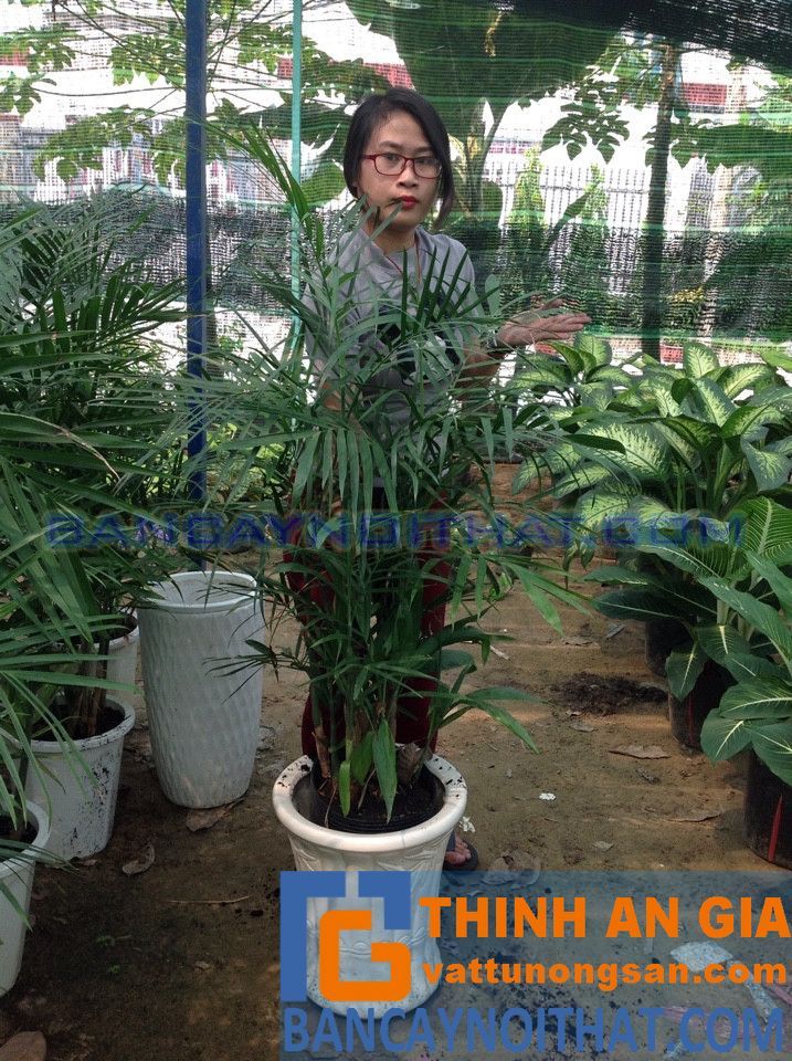 phong thủy cau hawai phong thủy cau hawai