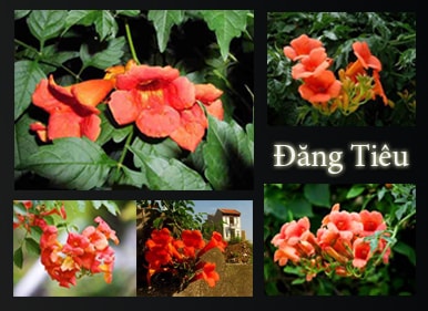 Hoa Leo Đăng Tiêu Hoa Leo Đăng Tiêu