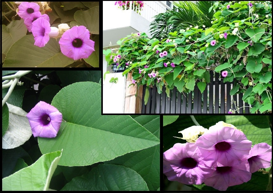 Cây Hoa Leo Bạc Thau