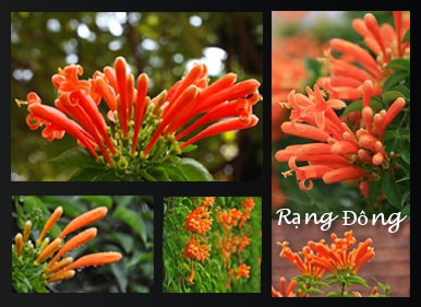 Hoa Leo Chùm Ớt Cây Hoa Leo Chùm Ớt (Rạng Đông)