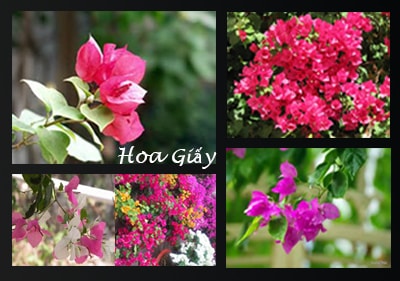 Hoa Giấy Nhiều Màu Cây Hoa Leo Hoa Giấy nhiều màu