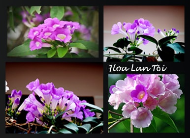 Hoa Lan Tỏi Cây Hoa Leo Hoa Lan Tỏi (Lý Thái Lan)