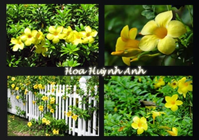 Hoa Huỳnh Anh Cây Hoa Leo Huỳnh Anh