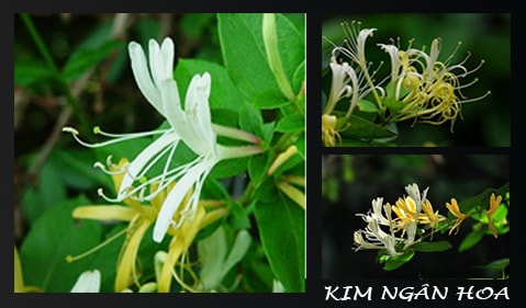 Kim Ngân Hoa Cây Hoa Leo Kim Ngân